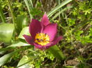 Tulipa Persian Pearl (2014, March 26)