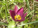 Tulipa Persian Pearl (2014, March 26)