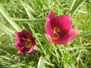 Tulipa Persian Pearl (2014, March 26)