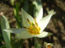 Tulipa Turkestanica (2014, March 23)