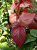 Acalypha_sp__by_Undistilled