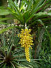 Aechmea_Capixobae_by_Undistilled
