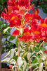 Alstroemeria-Rock-n-Roll-G019248