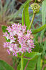 Asclepias sullivantii