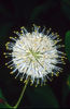 Cephalanthus occidentalis Sputnik