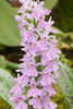 Dactylorhiza-maculata-JWW3478