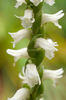 Hardy-Orchid-Spiranthes-cernua-28157