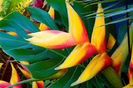 Heliconia-Hybrid-Tropical-Flower-24672