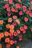 impatiens