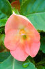 Impatiens-Fusion-Infrared-New-Color-37870