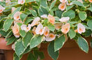 Impatiens-Peach-Frost-37864