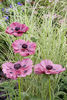 Poppy Papaver orientale