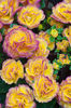 Primula