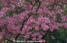 Tabebuia%20heterophylla