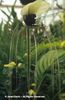 Tacca%20integrifolia
