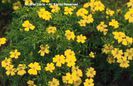 Tagetes%20tenuifolia%20
