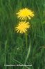 Taraxacum%20officinale