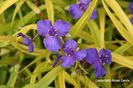 Tradescantia%20