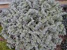tradescantia