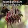 Tradescantia_navicularis806_450OlgaB