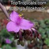 Tradescantia_navicularis806_453OlgaB