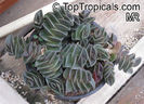 Tradescantia_navicularis11599
