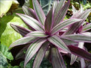 Tradescantia_Spathacea_by_Undistilled