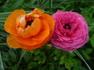 ranunculus