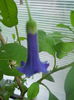 DSCN7135