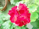 DSCN7137