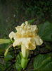 DSCN7152