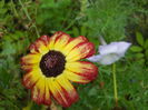 DSCN7153