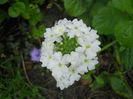 DSCN7155