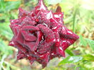DSCN7162