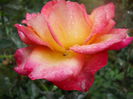 DSCN7165