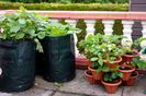 alternative_gardening_ideas_homes_without_yards_container_garden_pot-Remarkable-Garden-Ideas-Beautif