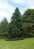 Abies amabilis