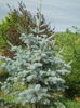 Abies concolor Violacea