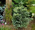 Abies koreana Silberlocke