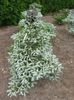Abies koreana Silver Star