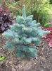 Abies lasiocarpa Kenwith Blue