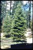 Abies magnifica
