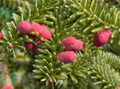 Abies marocana