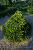 Abies normanniana Barabits Compact