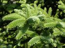 Abies numidica