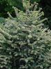 Abies pinsapo Aurea