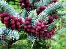 Abies pinsapo glauca