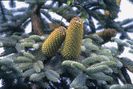 Abies procera Glauca