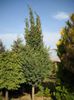 Juniperus chinensis Kek