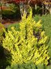 Juniperus chinensis plumosa aurea